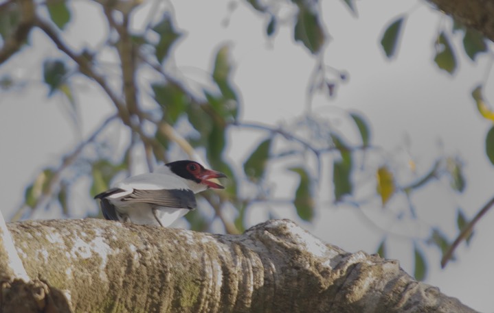 Black-tailed Tityra, Tityra cayana21b