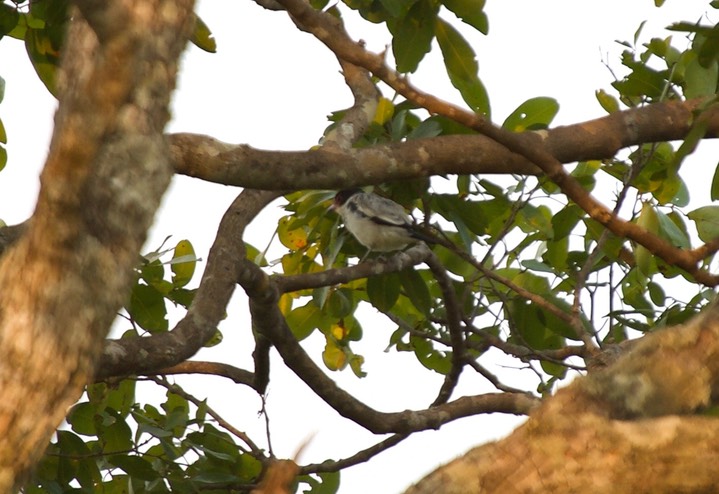 Black-tailed Tityra, Tityra cayana