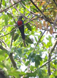 Black-tailed Trogon, Trogon melanurus2