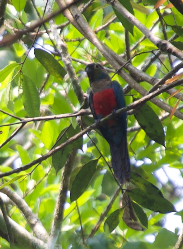 Black-tailed Trogon, Trogon melanurus1