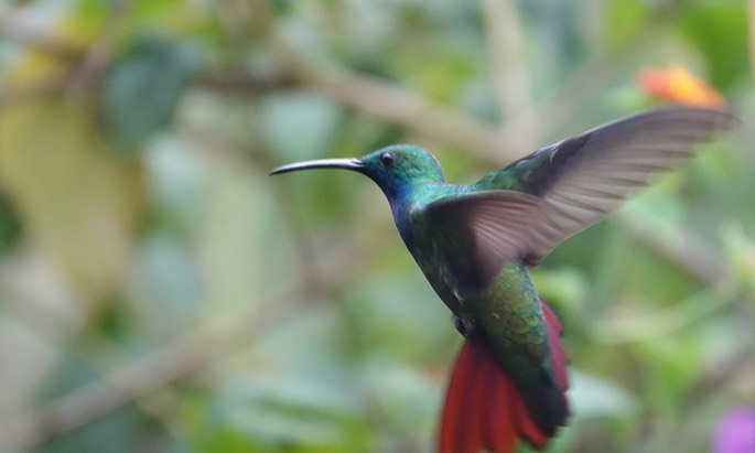 Black-throated Mango, Anthracothorax nigricollis - Trinidad18-2