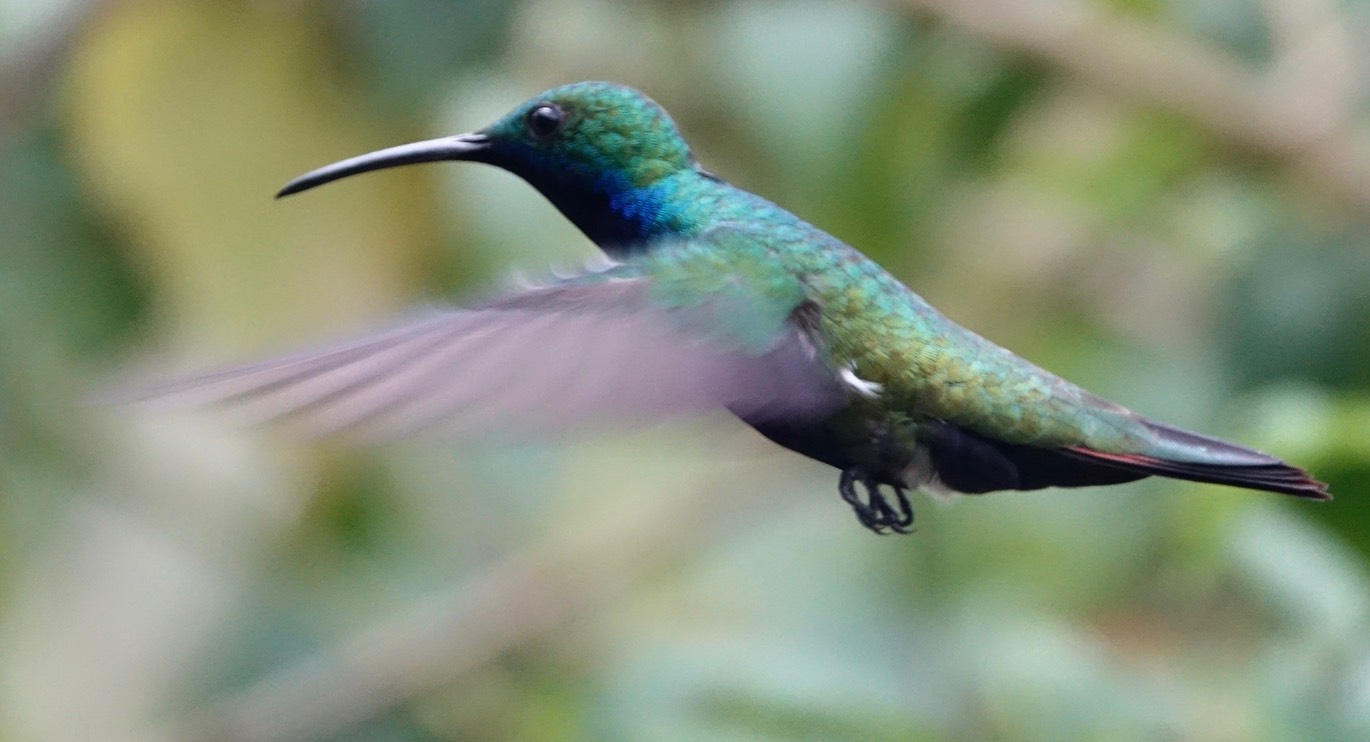 Black-throated Mango, Anthracothorax nigricollis - Trinidad18-3