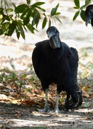 Black Vulture, Coragyps atratus6