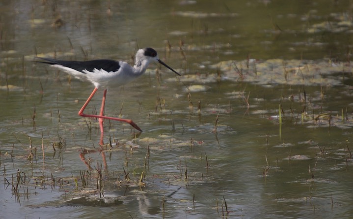 Black-winged Stilt,  Himantopus himantopus k2
