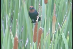 Blackbird, Chestnut-capped