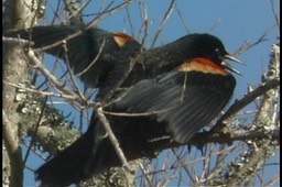 Blackbird, Red-winged l1