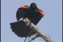 Blackbird, Red-winged