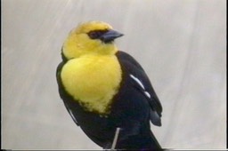 Blackbird, Yellow-headed M6
