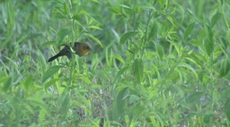 Blackbird, Yellow-hooded