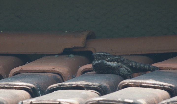 Blackish Nightjar, Nyctipolus nigrescens2