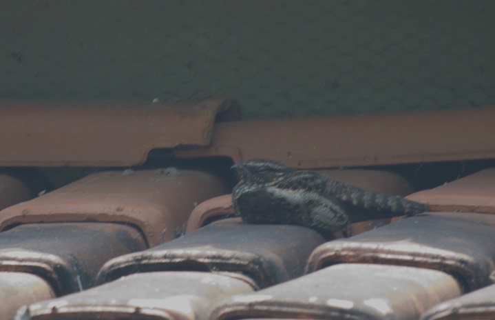 Blackish Nightjar, Nyctipolus nigrescens