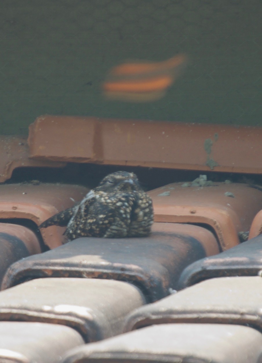 Blackish Nightjar, Nyctipolus nigrescens1