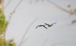 Blue-and-yellow Macaw, Ara ararauna