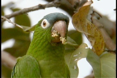 Blue-crowned Parakeet