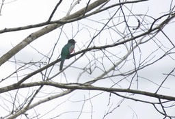 Blue-crowned Trogon, Trogon curucui2