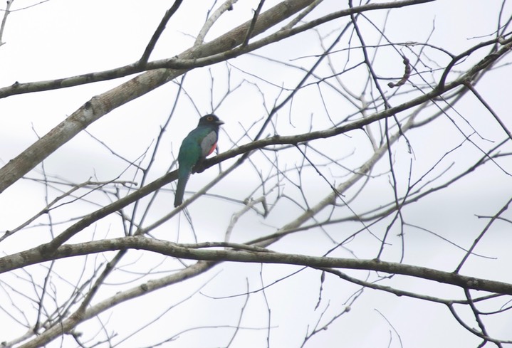 Blue-crowned Trogon, Trogon curucui2