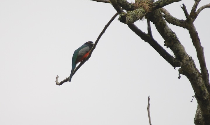 Blue-crowned Trogon, Trogon curucui