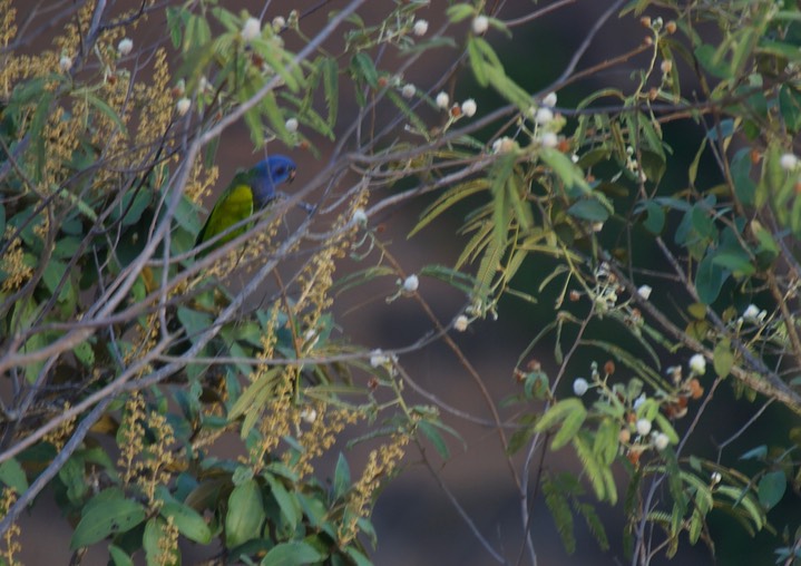 Blue-headed Parrot, Pionus menstruus