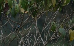 Blue-necked Tanager