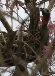 Blue-throated Piping Guan, Pipile cumanensis grayi, possible hybrid with Red-throated Piping Guan3