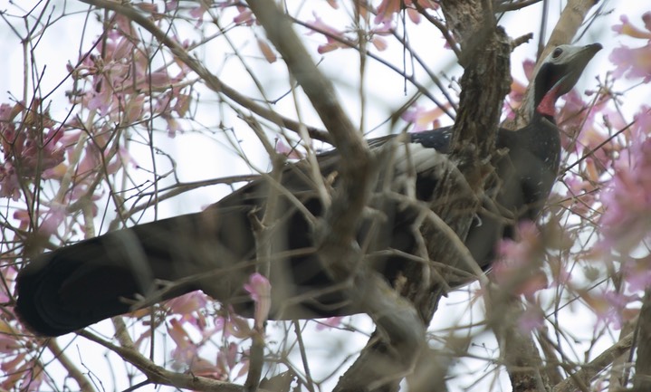 Blue-throated Piping Guan, Pipile cumanensis grayi, possible hybrid with Red-throated Piping Guan4