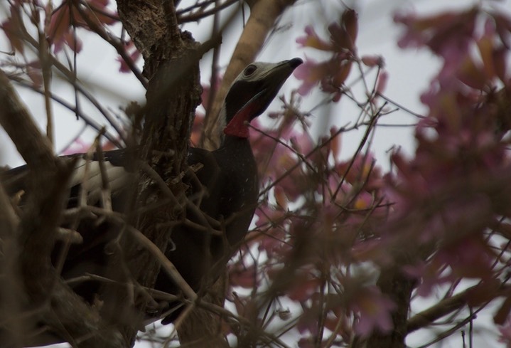 Blue-throated Piping Guan, Pipile cumanensis grayi, possible hybrid with Red-throated Piping Guan2