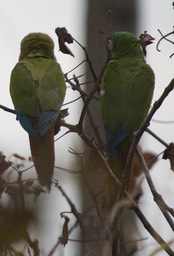 Blue-winged Macaw, Primolius maracana3