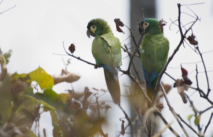 Blue-winged Macaw, Primolius maracana2