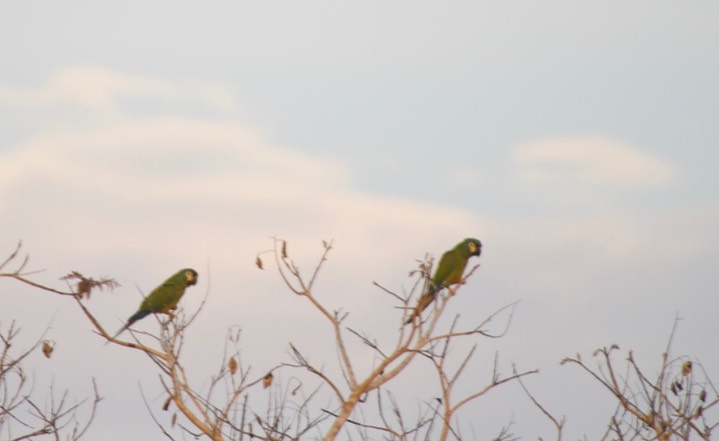 Blue-winged Macaw, Primolius maracana