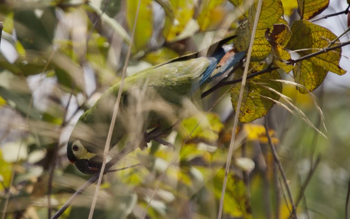 Blue-winged Macaw, Primolius maracana4