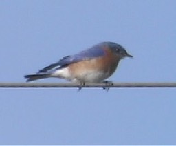 Bluebird, Eastern 1