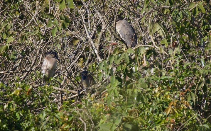 Boat-billed Heron, Cochlearius cochlearius