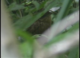 Bobwhite, Spot-bellied