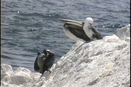 Booby, Peruvian