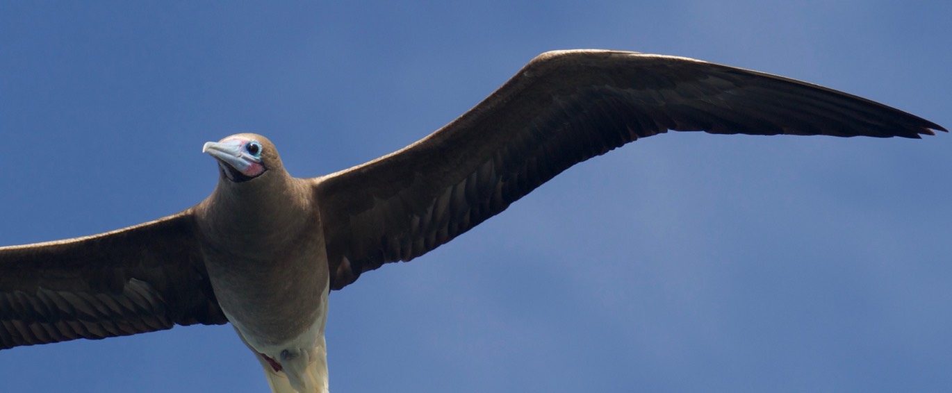 Booby, Red-footed10