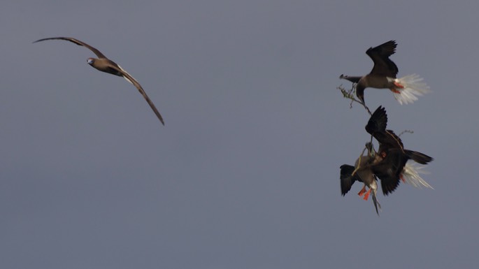 Booby, Red-footed11