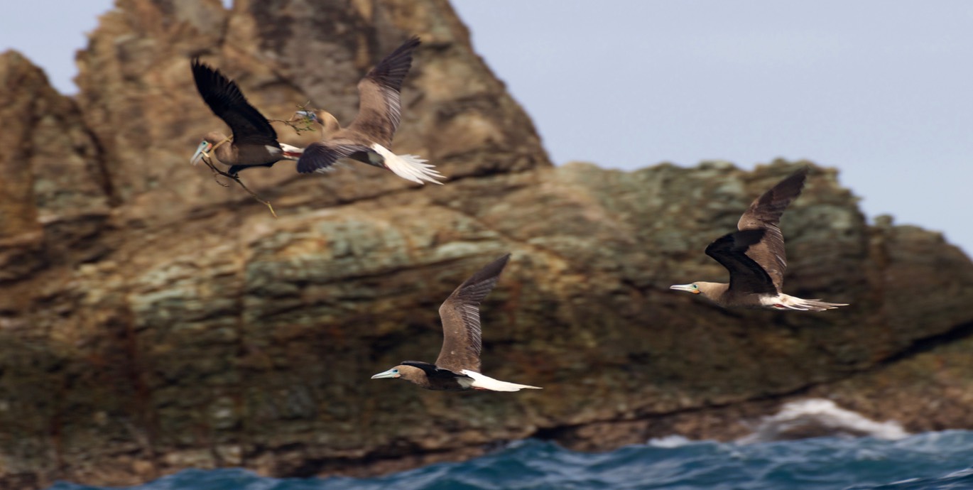 Booby, Red-footed12