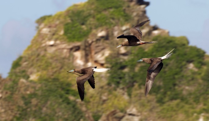 Booby, Red-footed14