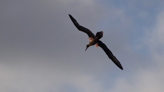 Booby, Red-footed15