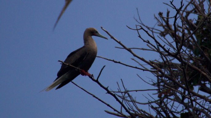 Booby, Red-footed18