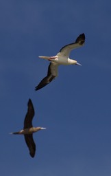 Booby, Red-footed21