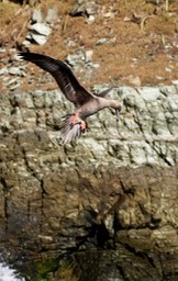 Booby, Red-footed4