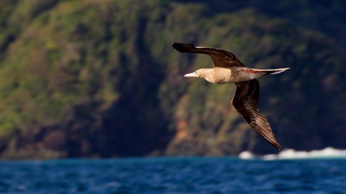 Booby, Red-footed9