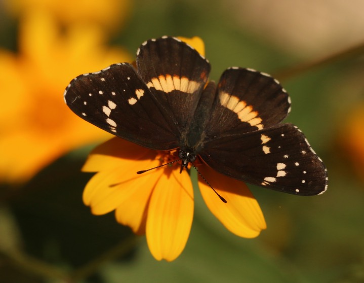 Bordered Patch - Chlosyne lacinia (2)