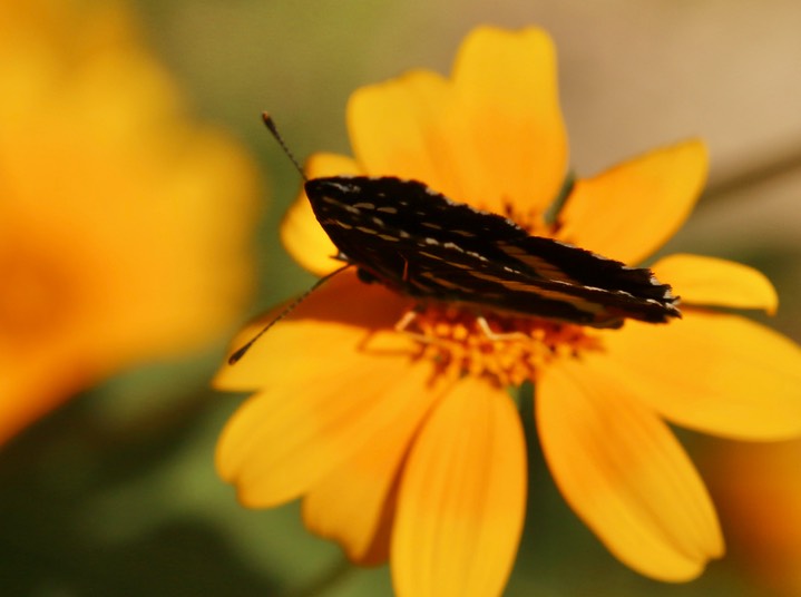 Bordered Patch - Chlosyne lacinia (3)