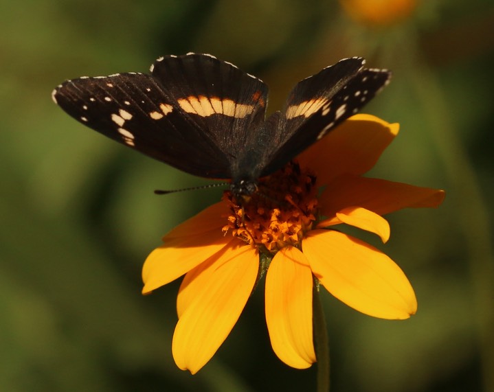 Bordered Patch - Chlosyne lacinia (4)