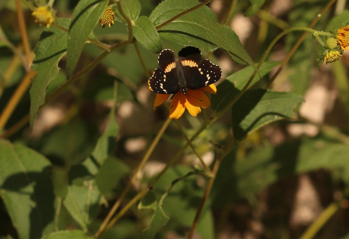 Bordered Patch - Chlosyne lacinia