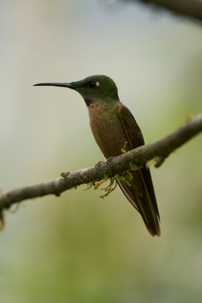 Brilliant, Fawn-breasted 2