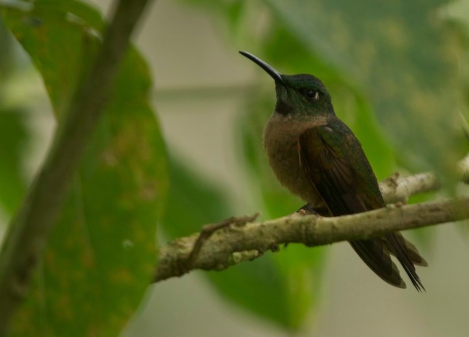 Brilliant, Fawn-breasted 3