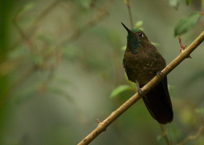 Brilliant, Fawn-breasted 4